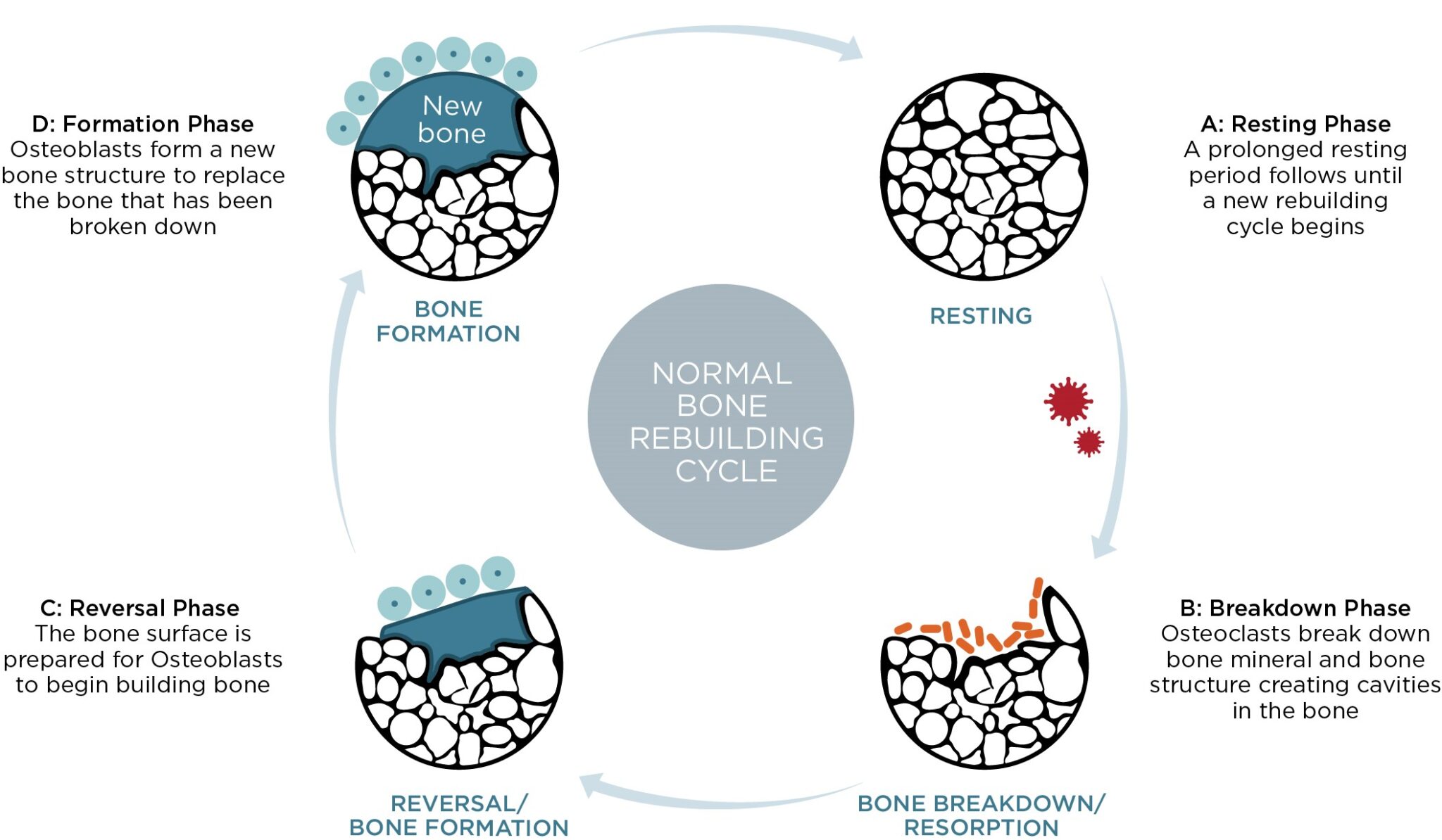 An illustration depicting a normal, healthy Bone Rebuilding Cycle